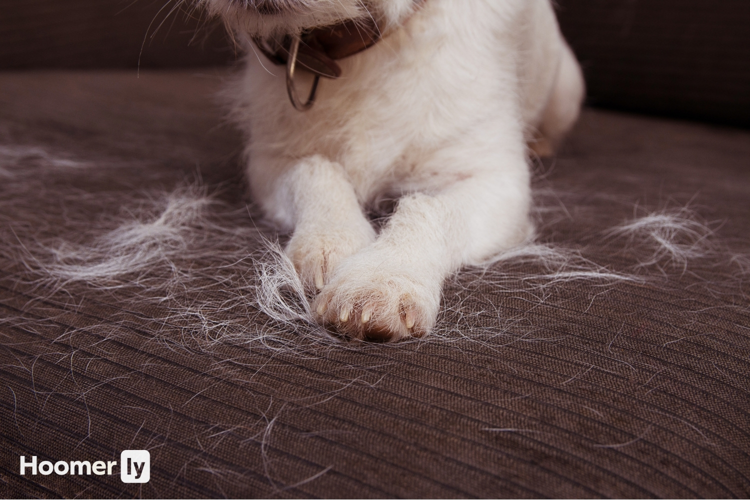 best robot vacuum for dog hair